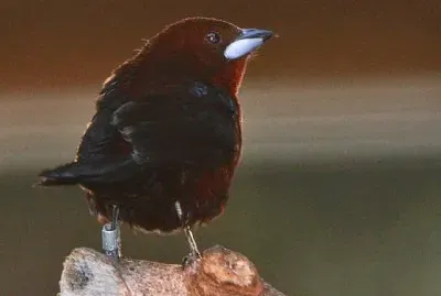 Tangara beccoargentato