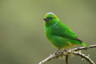 פאזל של Tangara verde dai sopraccigli dorati