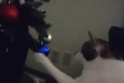 animal