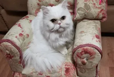 animal