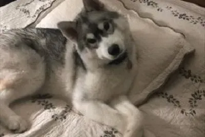 animal