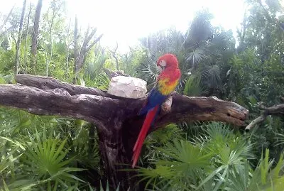 guacamaya