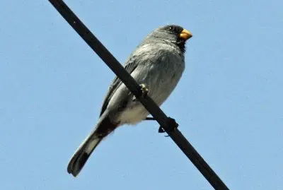 Beccasemi codafasciata