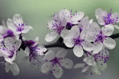 Pretty White and Purple Flowers jigsaw puzzle