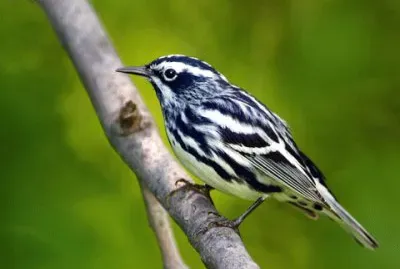 Parula bianca e nera