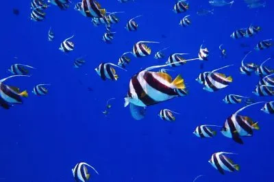 פאזל של Imagem