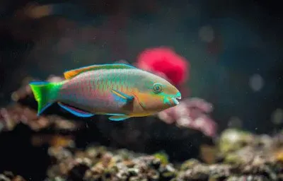 פאזל של Imagem