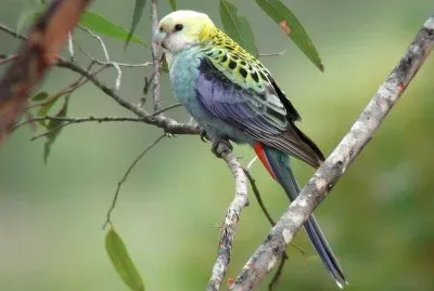 Rosella testachiara