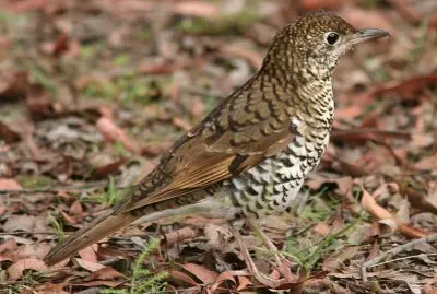 Bassian thrush