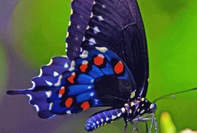 Imagem jigsaw puzzle