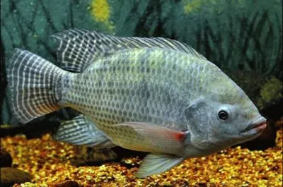 Imagem jigsaw puzzle