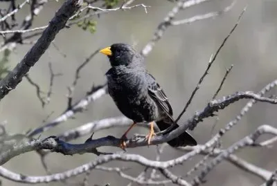 Phrygilus carbonarius