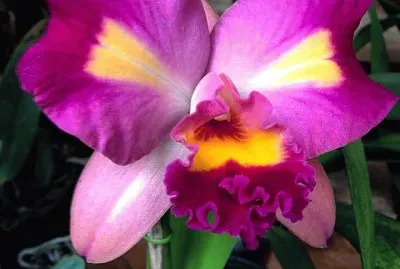 flores jigsaw puzzle