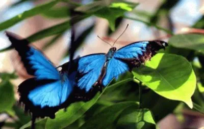 Imagem jigsaw puzzle
