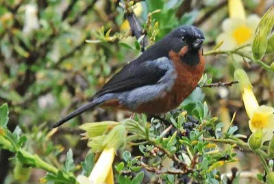 Diglossa brunneiventris