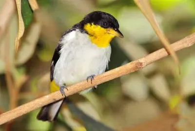 Tangara dal groppone giallo