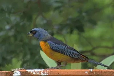 Tangara blu e gialla