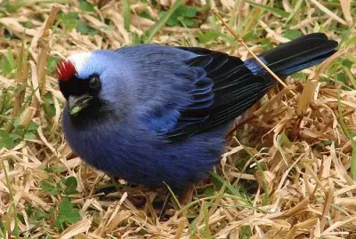 Stephanophorus diadematus