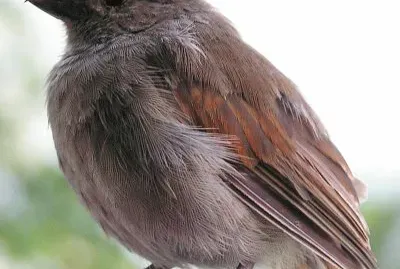 Ciuffolotto delle barbados