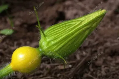 פאזל של Imagem