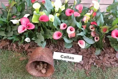 flores jigsaw puzzle