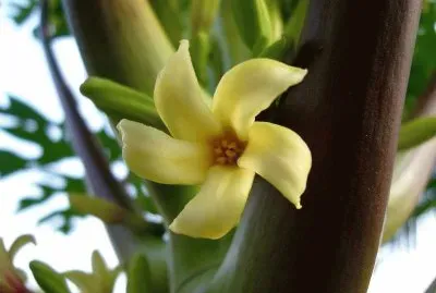Fleur de papayer