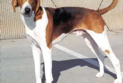 American foxhound