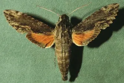 Erinnys oenotrus jigsaw puzzle