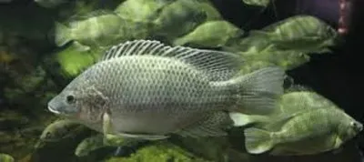 Imagem jigsaw puzzle