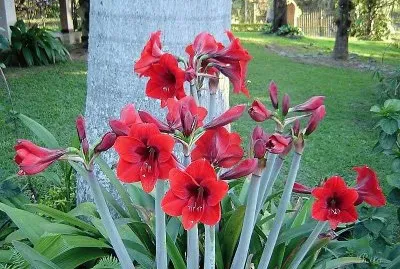 flores jigsaw puzzle