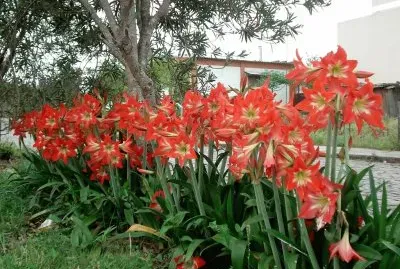 flores jigsaw puzzle