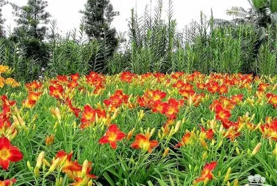 flores