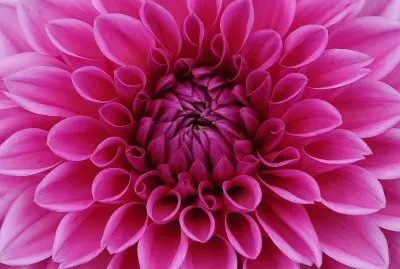 Dahlia