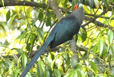 Malkoha chestnut bellied