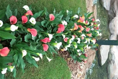 flores
