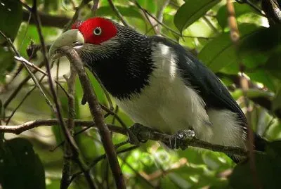 Malkoha red faced