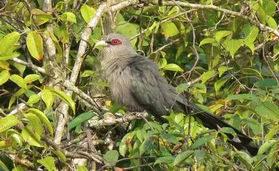 Malkoha green billed