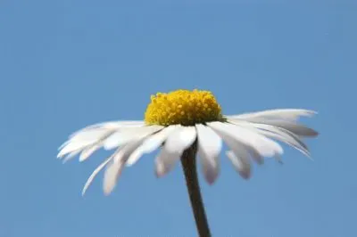 Imagem jigsaw puzzle