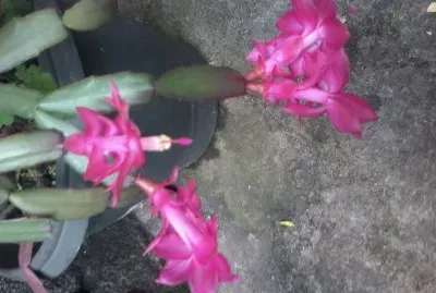 flor de maio