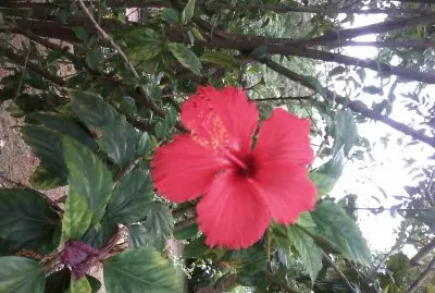 HIBISCO VERMELHO
