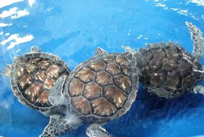 Tortugas en el Acuario de Veracruz.