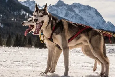 Sled