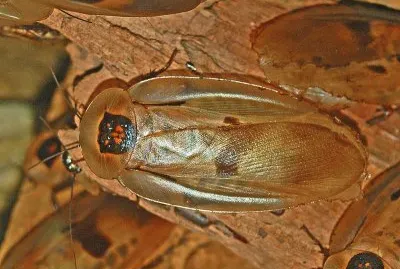 Blaberus giganteus