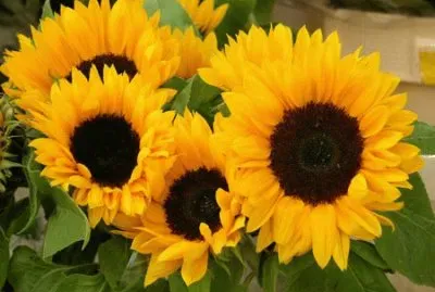 Girasoles