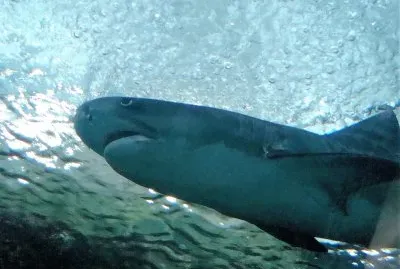 TiburÃ³n en el Acuario de Veracruz.