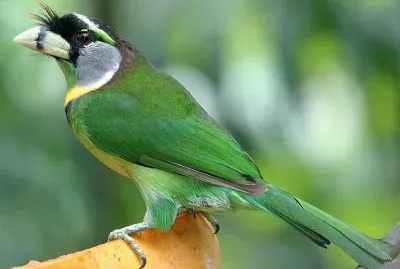 Barbetto ciuffo flammeo