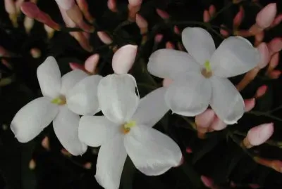 Jasmin