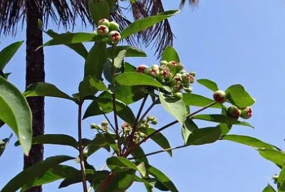 Imagem jigsaw puzzle