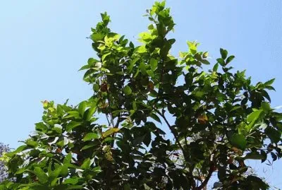 Imagem jigsaw puzzle