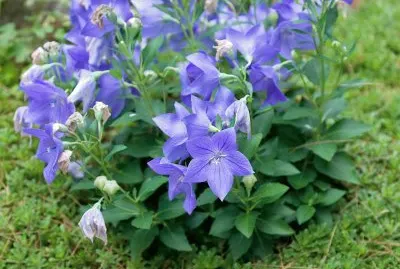 flores jigsaw puzzle